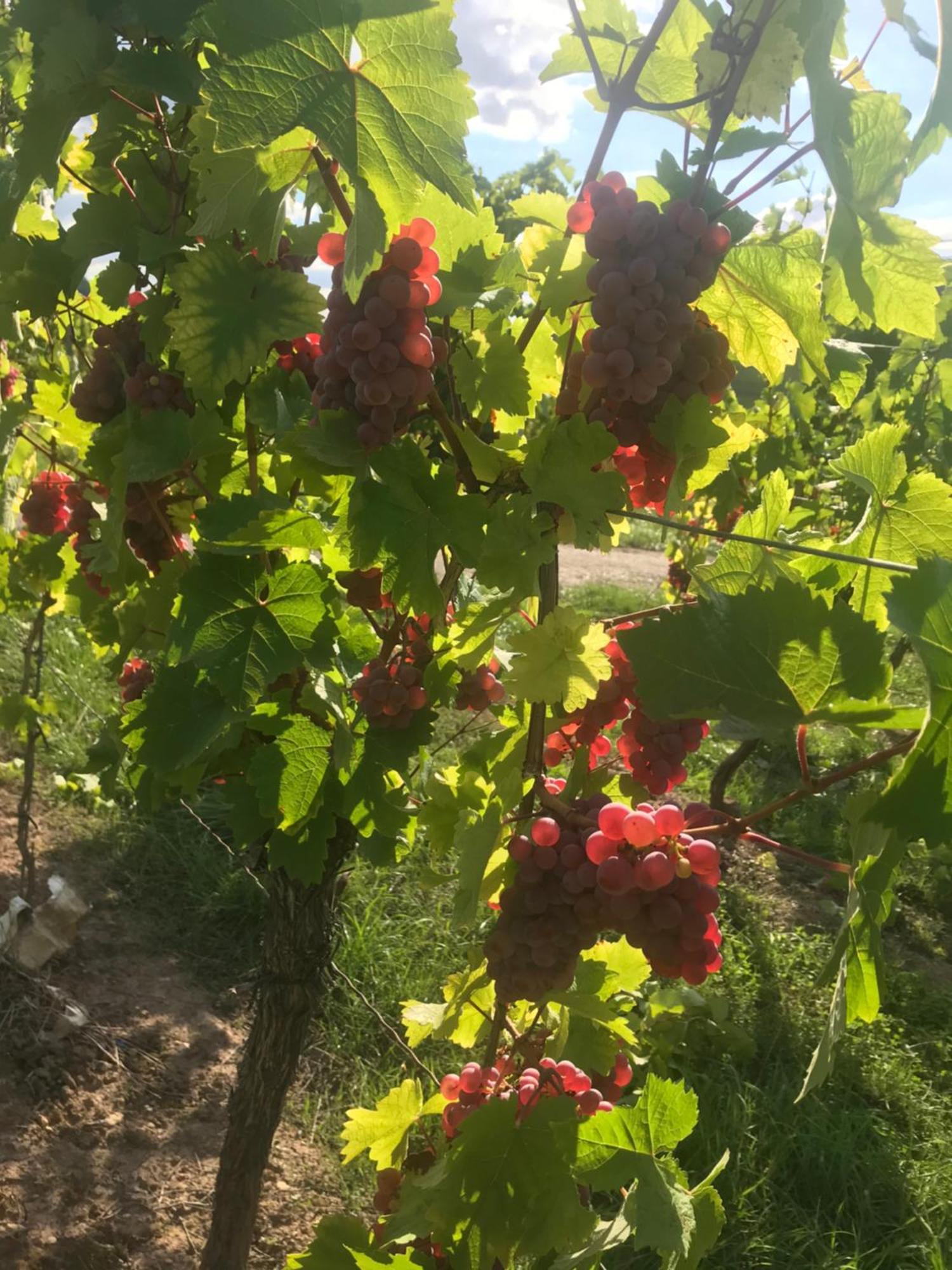 Gaestehaus Und Weingut Bernd Frieden Ниттель Экстерьер фото