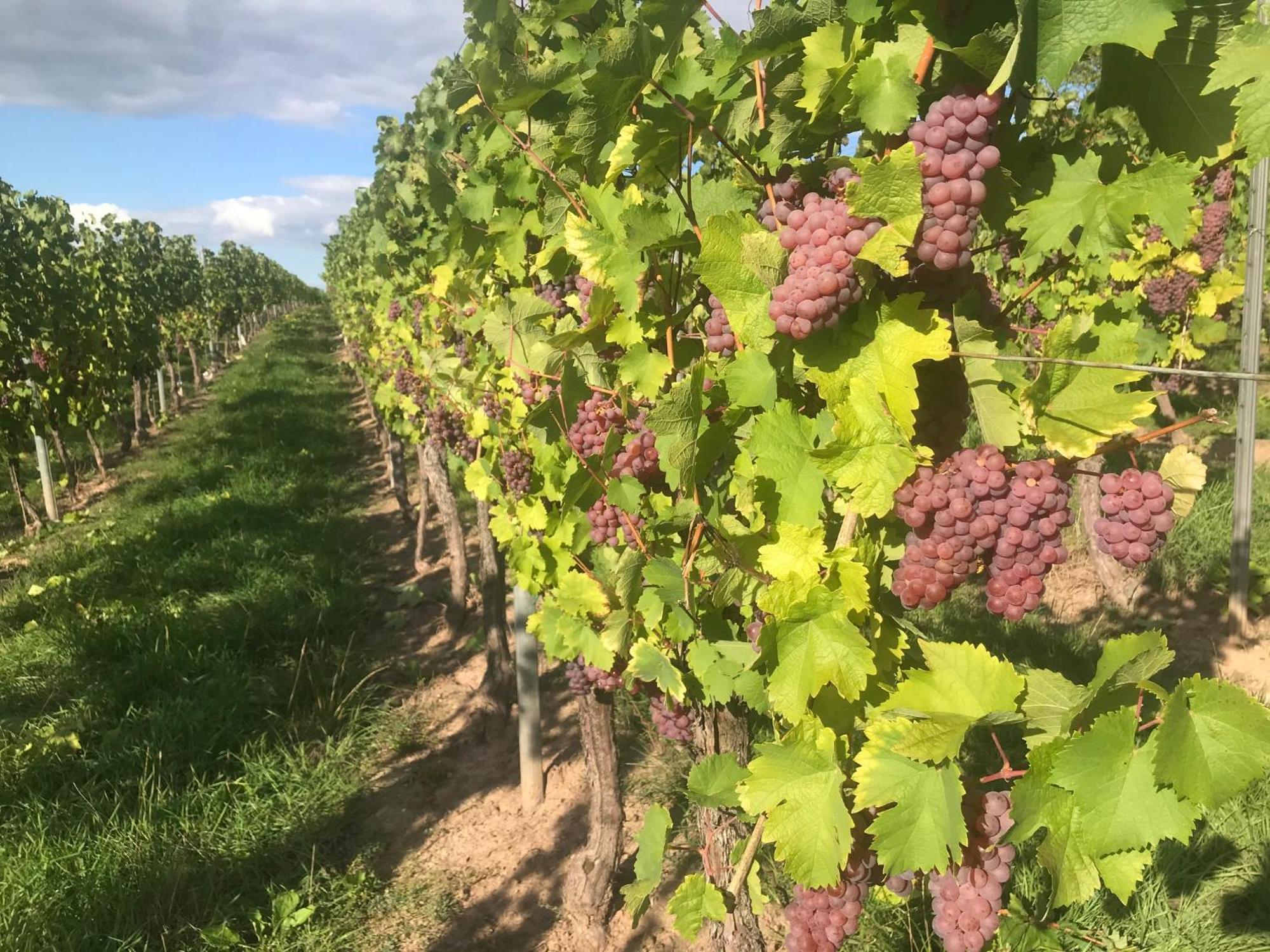 Gaestehaus Und Weingut Bernd Frieden Ниттель Экстерьер фото
