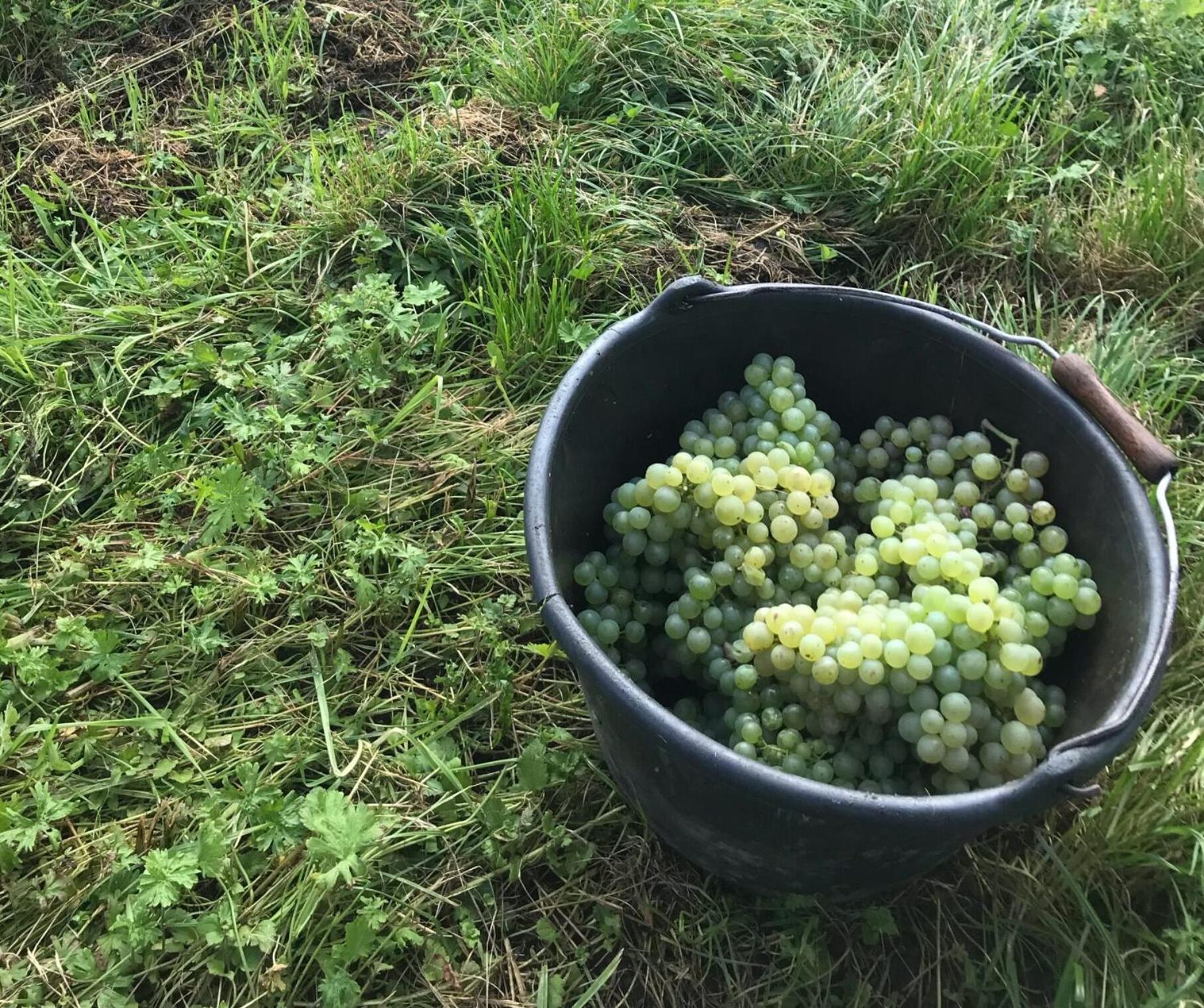 Gaestehaus Und Weingut Bernd Frieden Ниттель Экстерьер фото